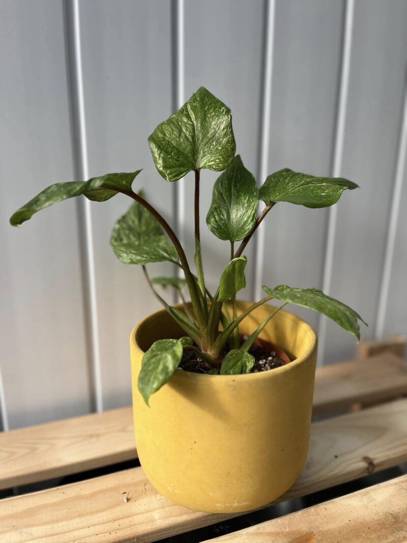 Homalomena Galaxy Variegata