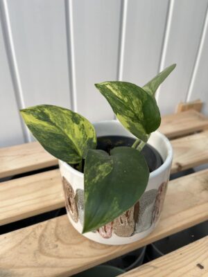 Scindapsus Jade Satin Variegata