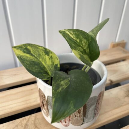 Scindapsus Jade Satin Variegata