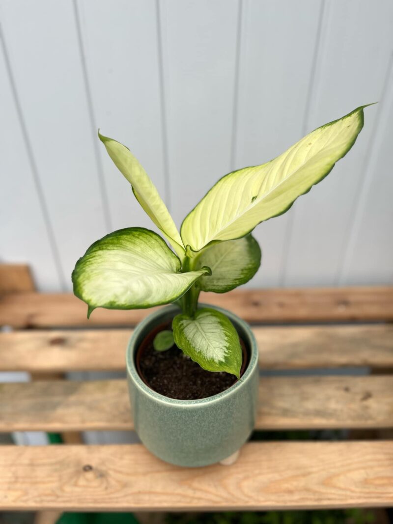 dieffenbachia tropic marianne