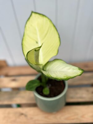 dieffenbachia tropic marianne