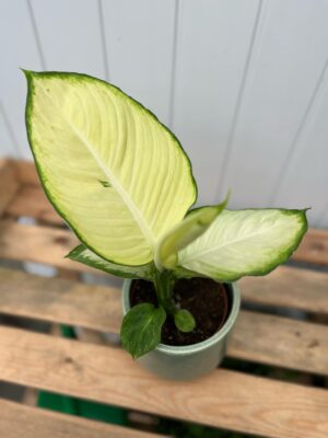 dieffenbachia tropic marianne