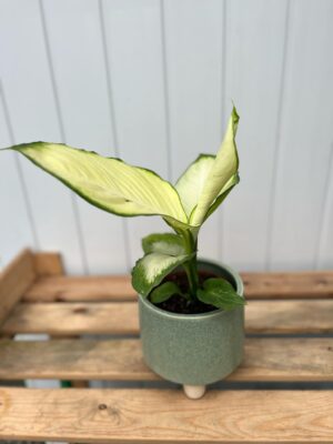 dieffenbachia tropic marianne