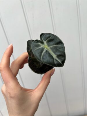 Alocasia Balloon Heart
