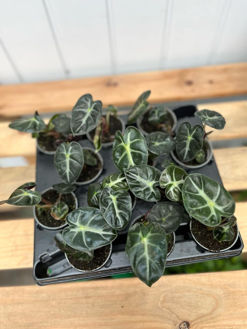Alocasia Balloon Heart