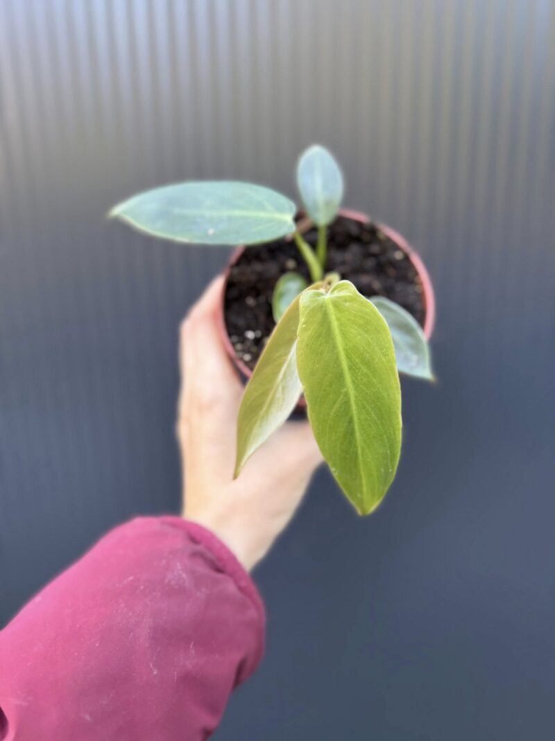 Philodendron Spiritus Sancti