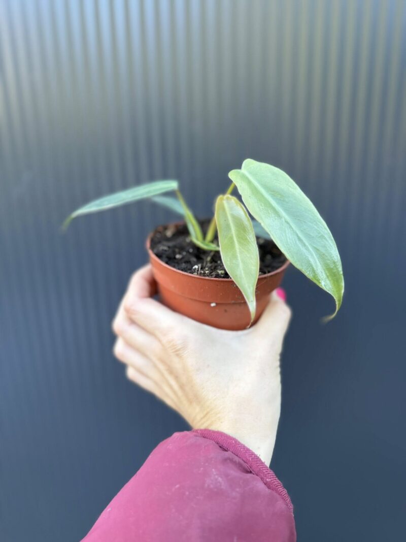 Philodendron Spiritus Sancti