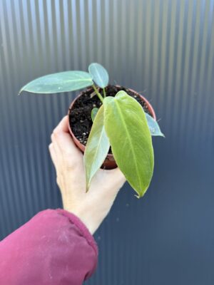 Philodendron Spiritus Sancti