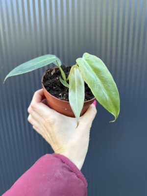 Philodendron Spiritus Sancti