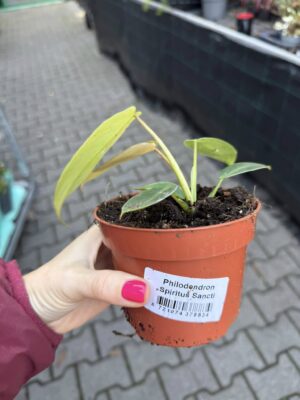 Philodendron Spiritus Sancti
