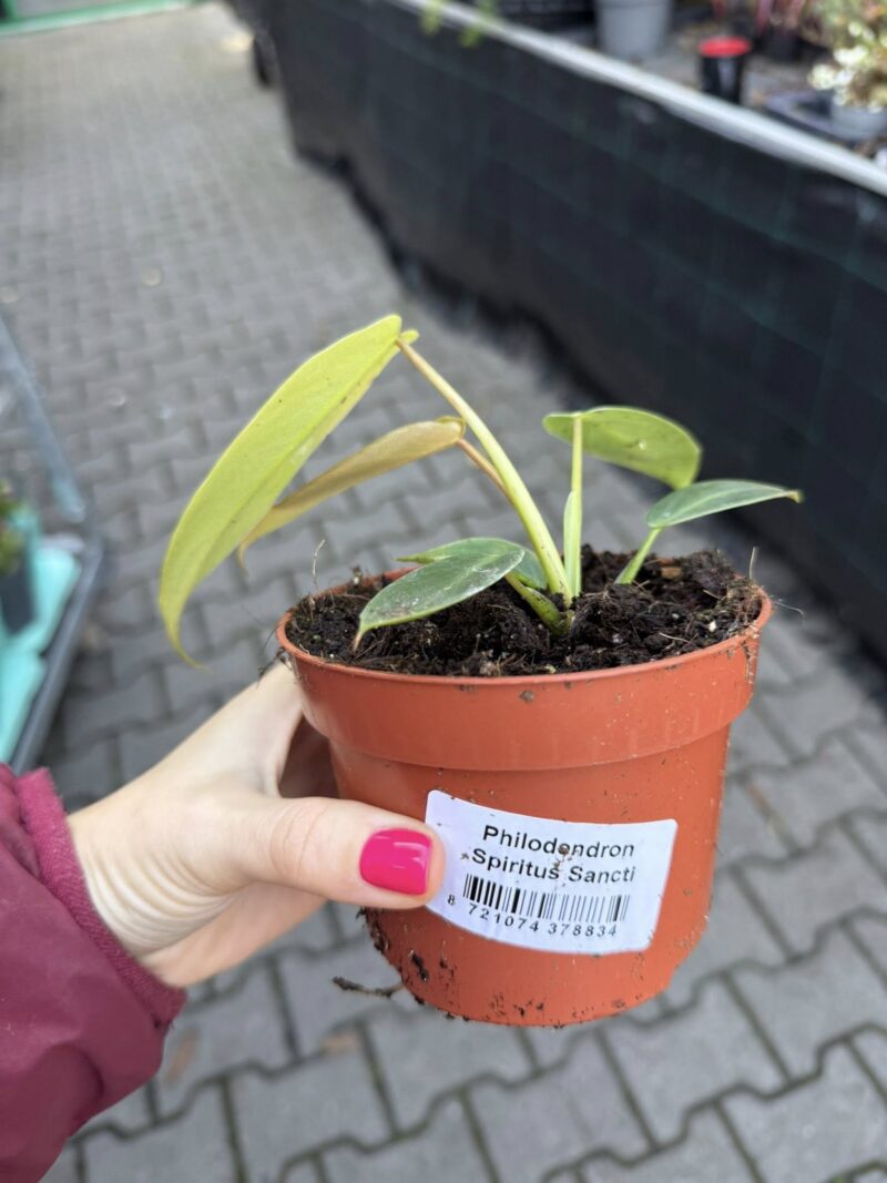 Philodendron Spiritus Sancti