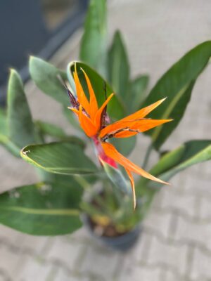 Strelitzia reginae – Kwitnący ‘Rajski Ptak’