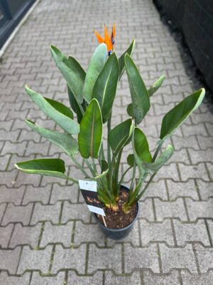 Strelitzia reginae – Kwitnący ‘Rajski Ptak’