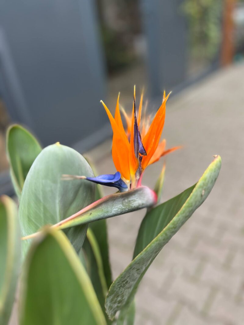 Strelitzia reginae – Kwitnący ‘Rajski Ptak’