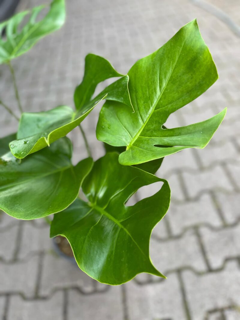 Monstera deliciosa