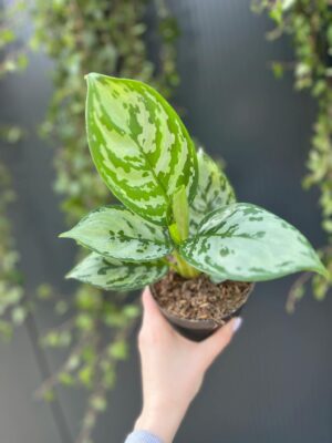 Aglaonema Jungle Silver