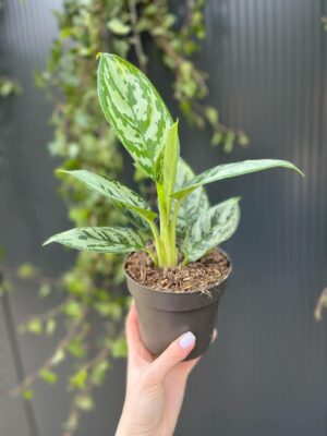 Aglaonema Jungle Silver
