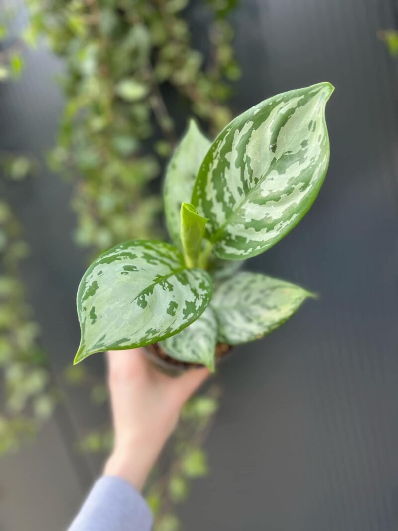 Aglaonema Jungle Silver
