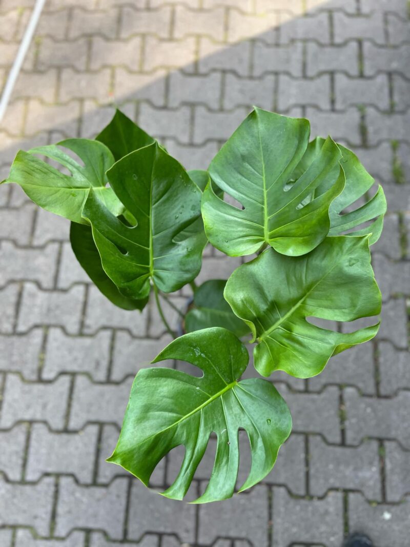 Monstera deliciosa Monstera deliciosa