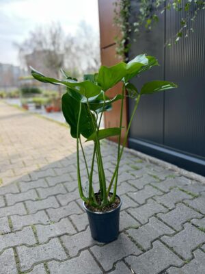 Monstera deliciosa
