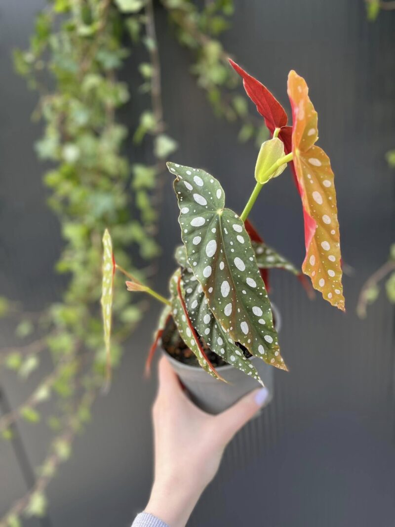 Begonia Maculata – Begonia koralowa
