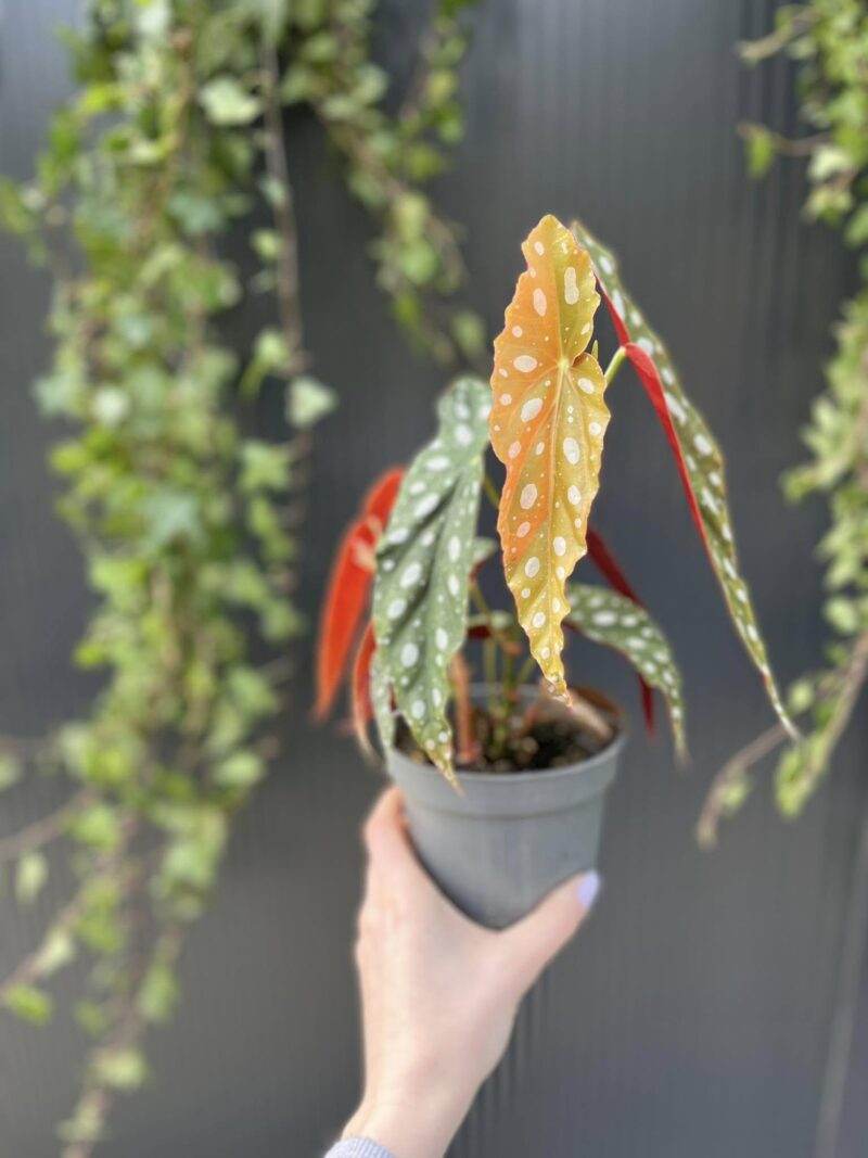 Begonia Maculata – Begonia koralowa Begonia Maculata – Begonia koralowa