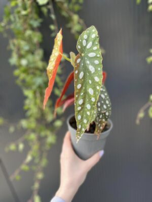 Begonia Maculata – Begonia koralowa