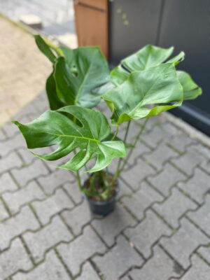 Monstera deliciosa