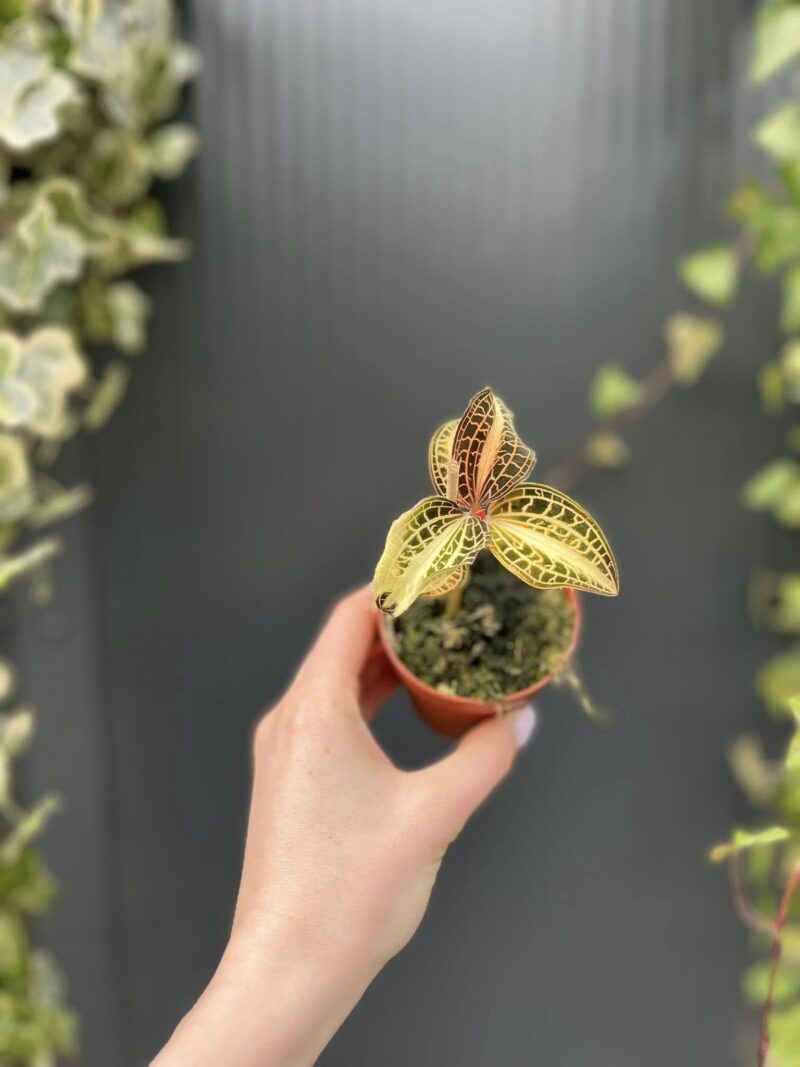 Storczyk Jubilerski Anoectochilus sunstone jewel orchid