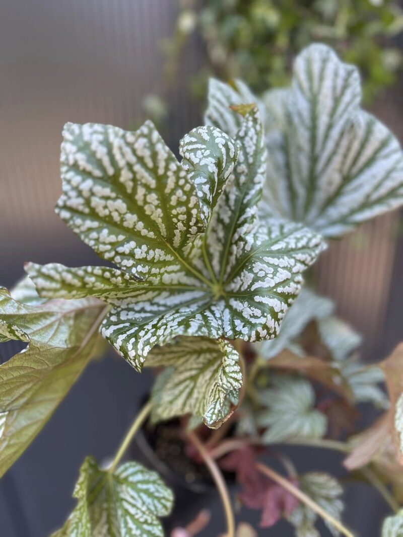 Begonia Silver Maples