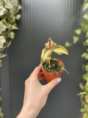 Storczyk Jubilerski Anoectochilus sunstone jewel orchid