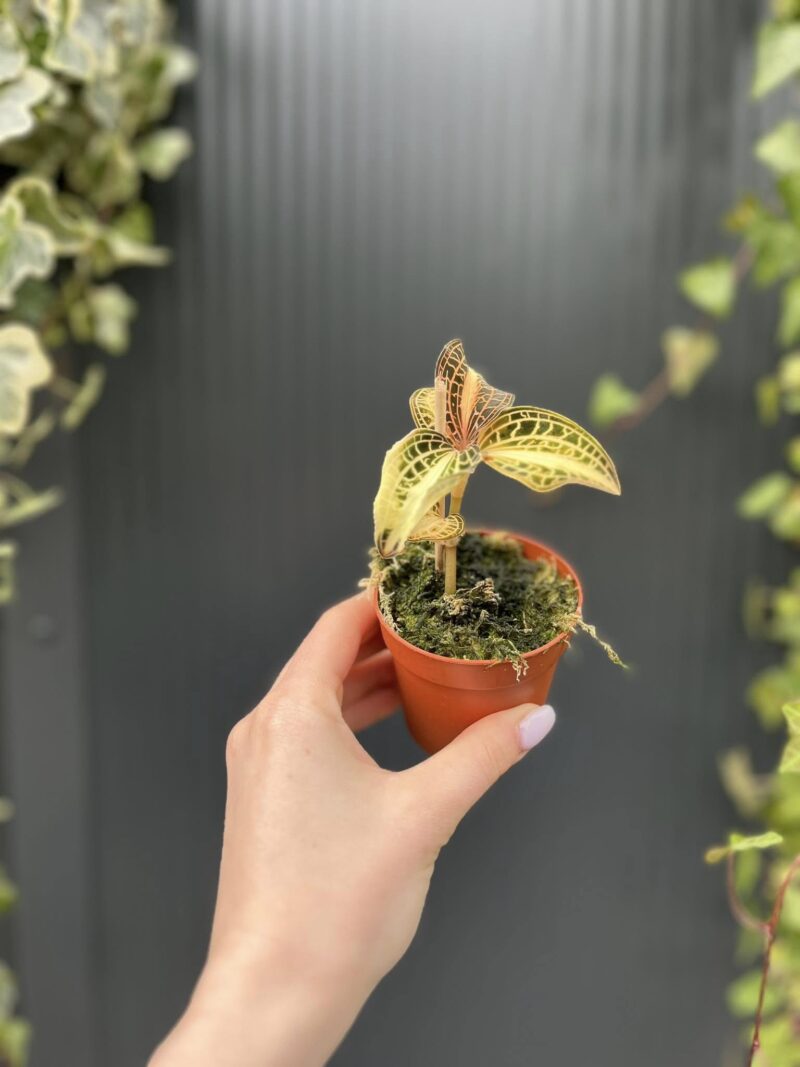 Storczyk Jubilerski Anoectochilus sunstone jewel orchid