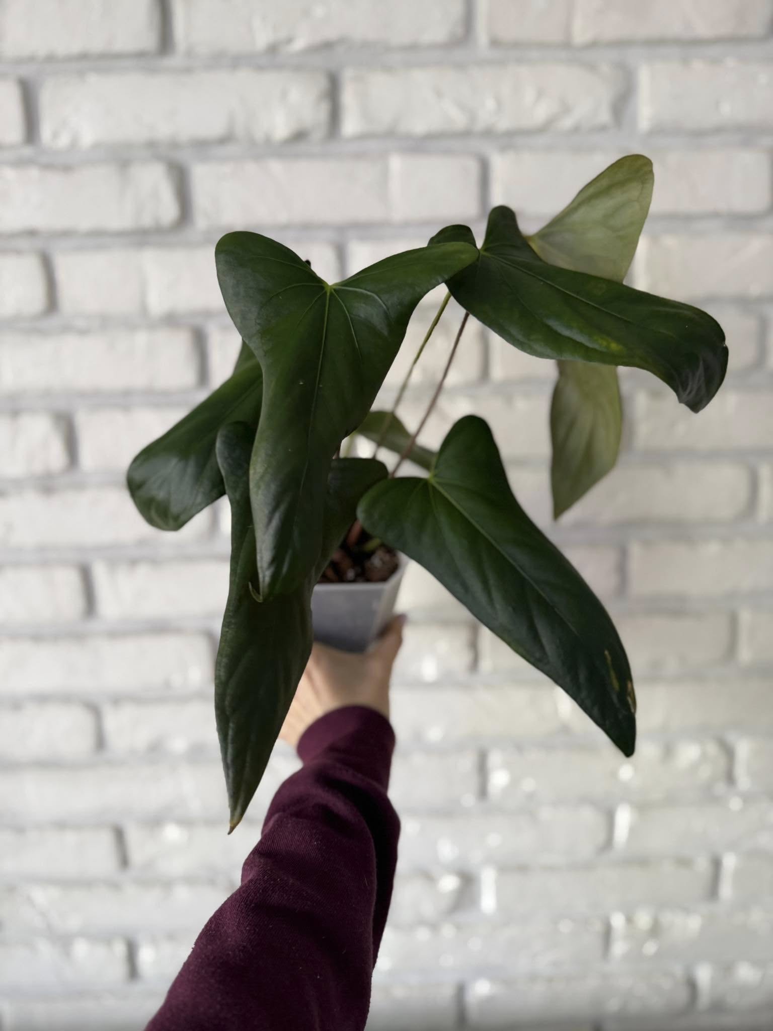 Anthurium Papillilaminum Ree Garden x Sp Napo - Centrum Ogrodnicze