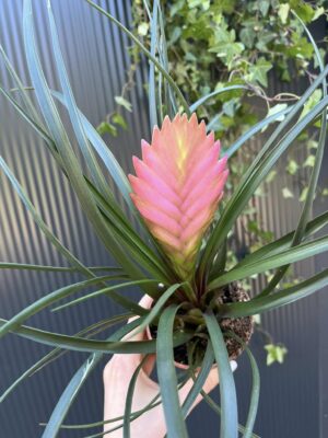 tillandsia cyanea anita