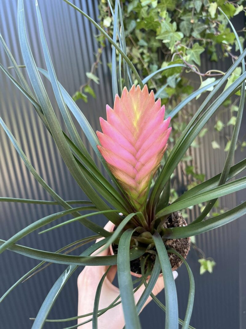 tillandsia cyanea anita