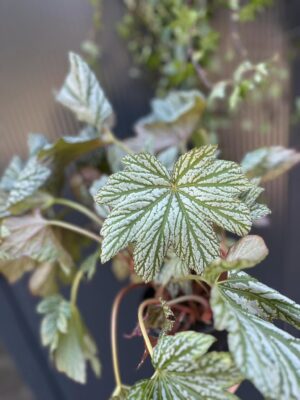 Begonia Silver Maples