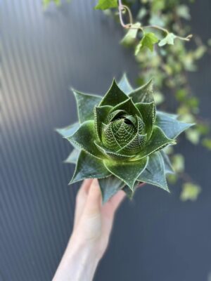 Aloes Cosmo – Aloe