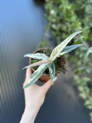 Ficus Sagittata ‘Pink Variegata’