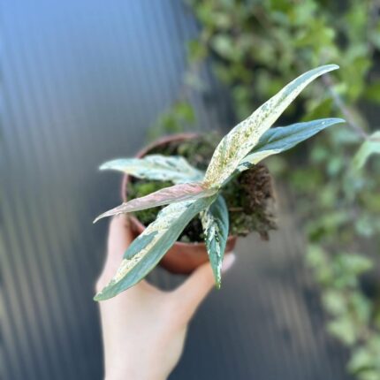 Ficus Sagittata ‘Pink Variegata’
