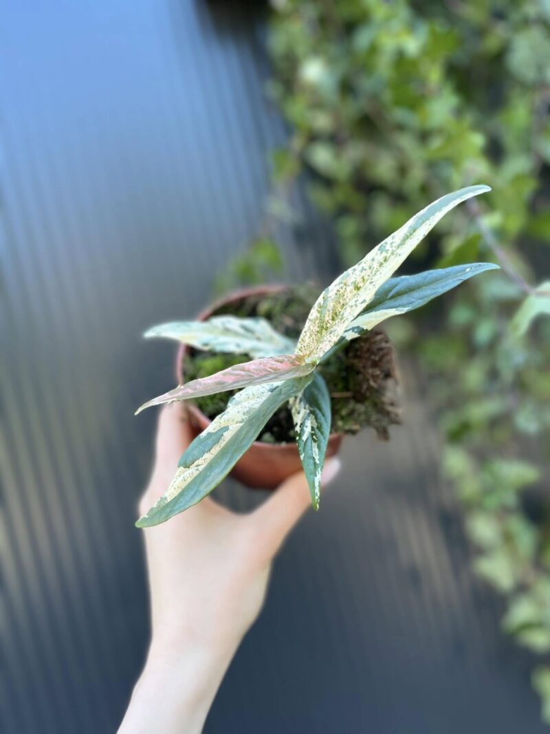 Ficus Sagittata ‘Pink Variegata’
