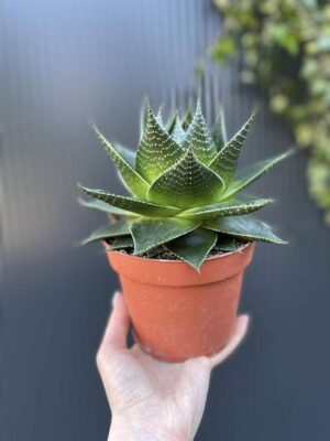 Aloes Cosmo – Aloe