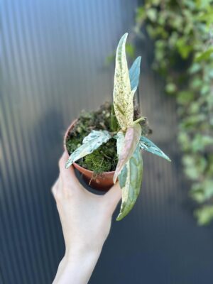 Ficus Sagittata ‘Pink Variegata’
