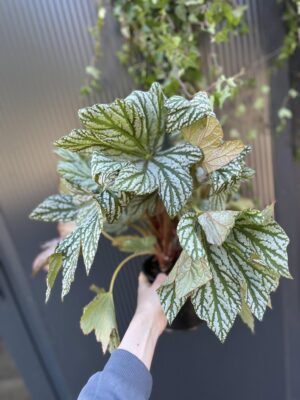 Begonia Silver Maples