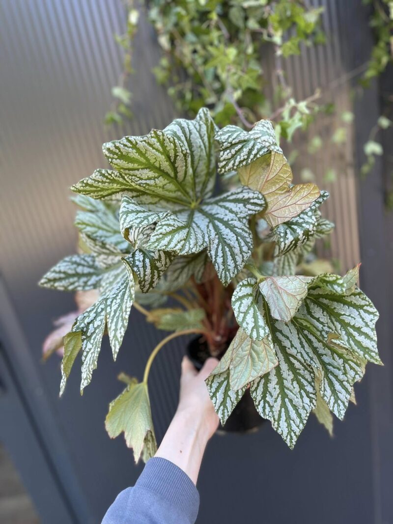 Begonia Silver Maples