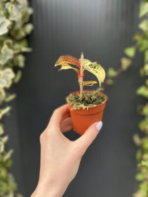 Storczyk Jubilerski Anoectochilus sunstone jewel orchid