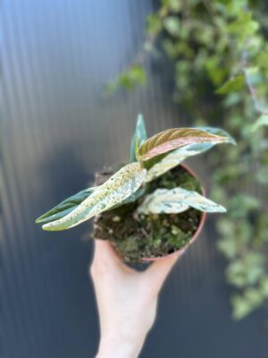 Ficus Sagittata ‘Pink Variegata’