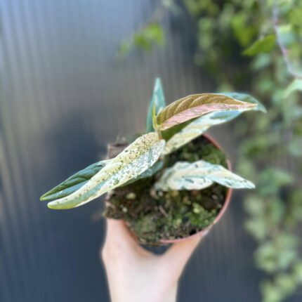Ficus Sagittata ‘Pink Variegata’