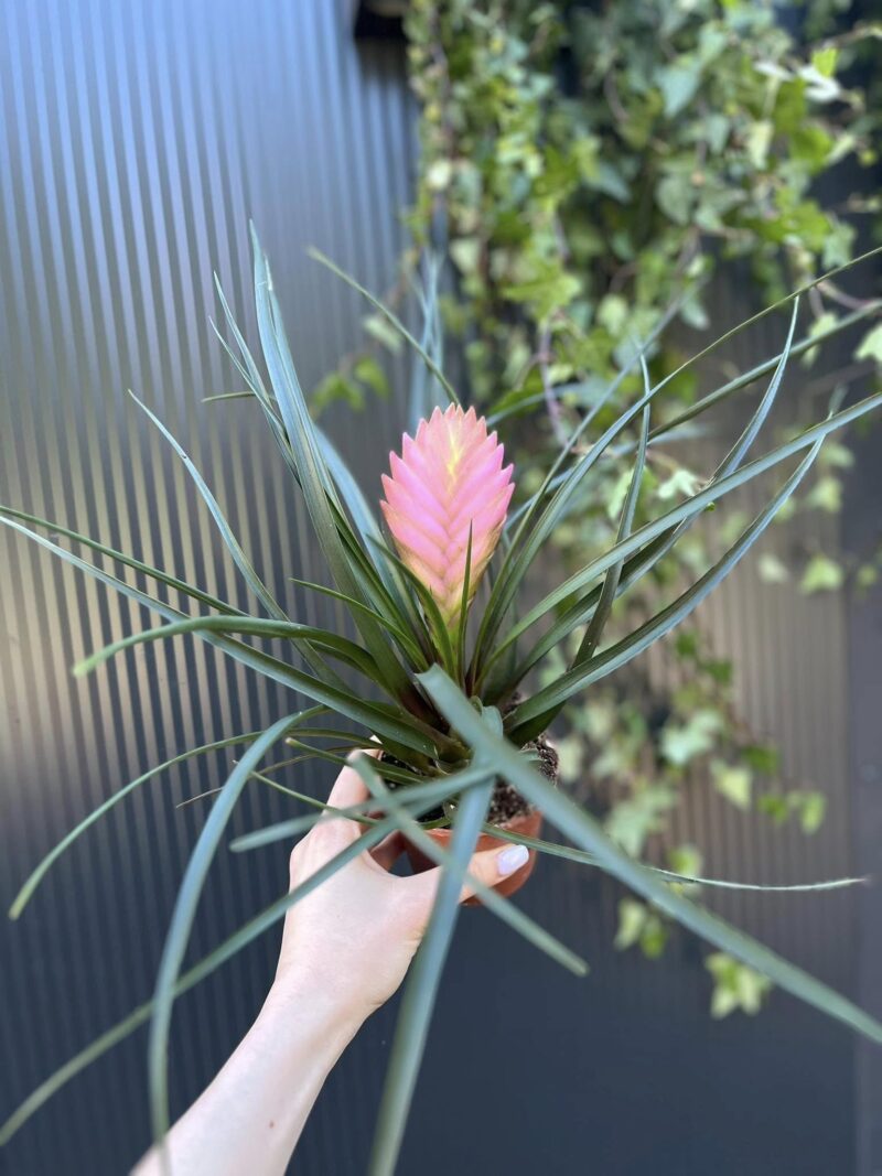 tillandsia cyanea anita