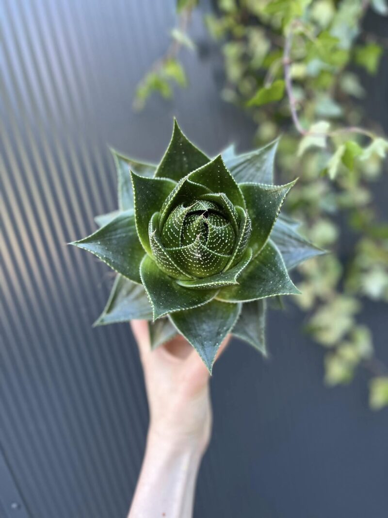 Aloes Cosmo – Aloe