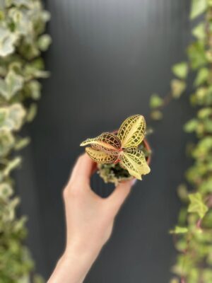 Storczyk Jubilerski Anoectochilus sunstone jewel orchid